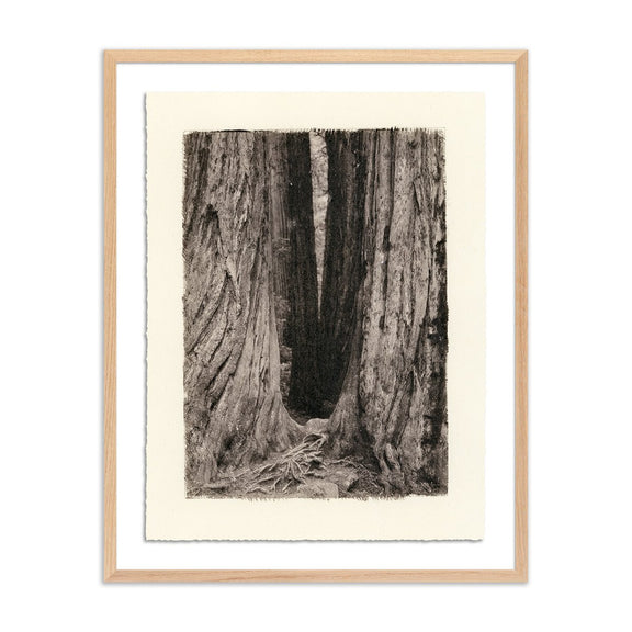 Redwoods Magical Portal by Platinum Revival - White Oak