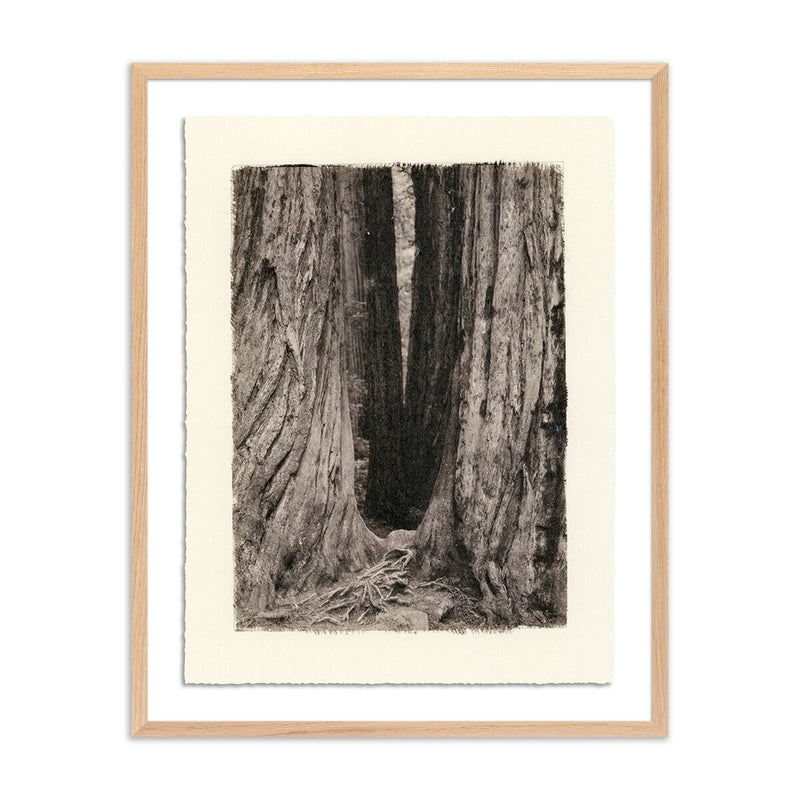 Redwoods Magical Portal by Platinum Revival - White Oak