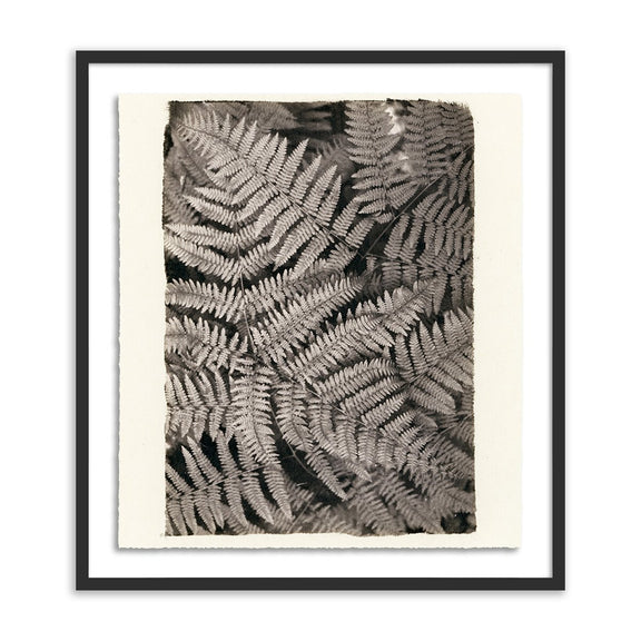 Fern by Platinum Revival - Black Maple