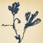 Summer Weed by Shaina Page - White Oak