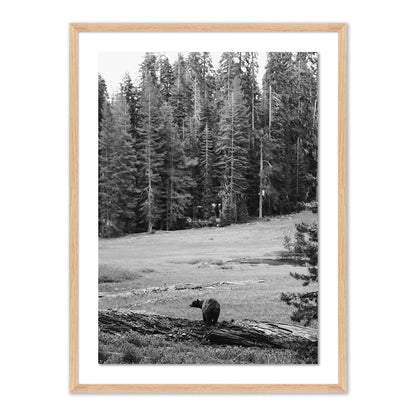 Don't Feed The Bears by Wesley and Emma Teague	 — Vertical Grain 2.5 White Oak