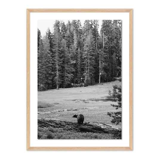 Don't Feed The Bears by Wesley and Emma Teague	 — Vertical Grain 2.5 White Oak