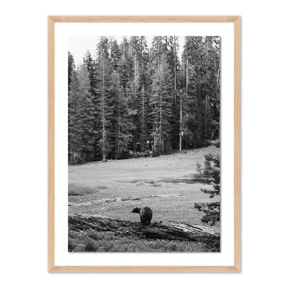 Don't Feed The Bears by Wesley and Emma Teague	 — Vertical Grain 2.5 White Oak
