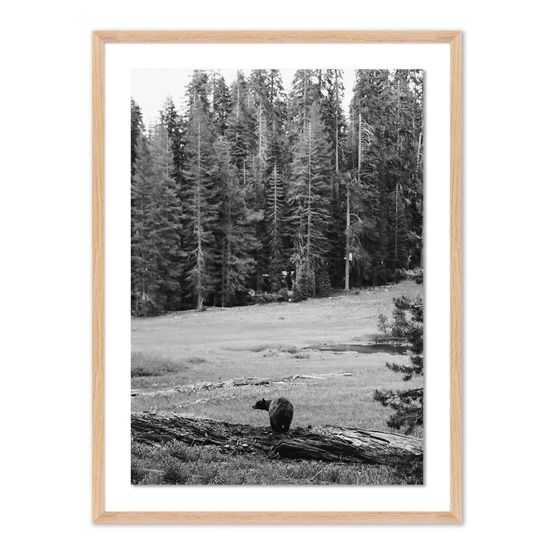 Don't Feed The Bears by Wesley and Emma Teague	 — Vertical Grain 2.5 White Oak
