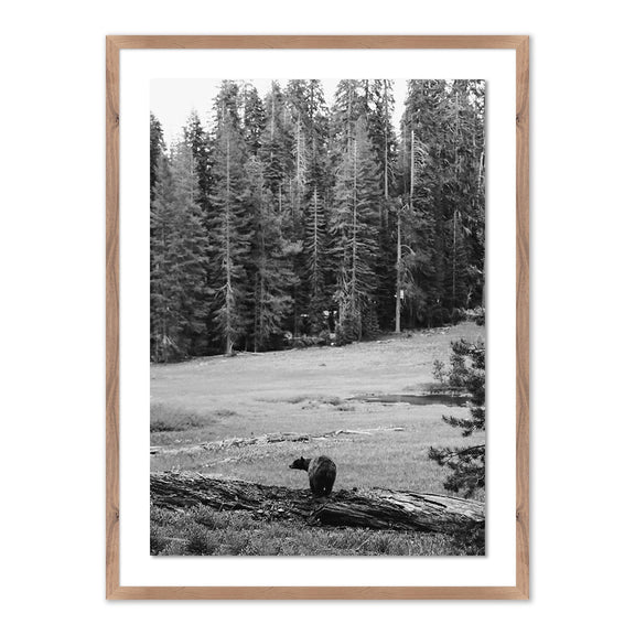Don't Feed The Bears by Wesley and Emma Teague	 — Rustic 2.5 Walnut