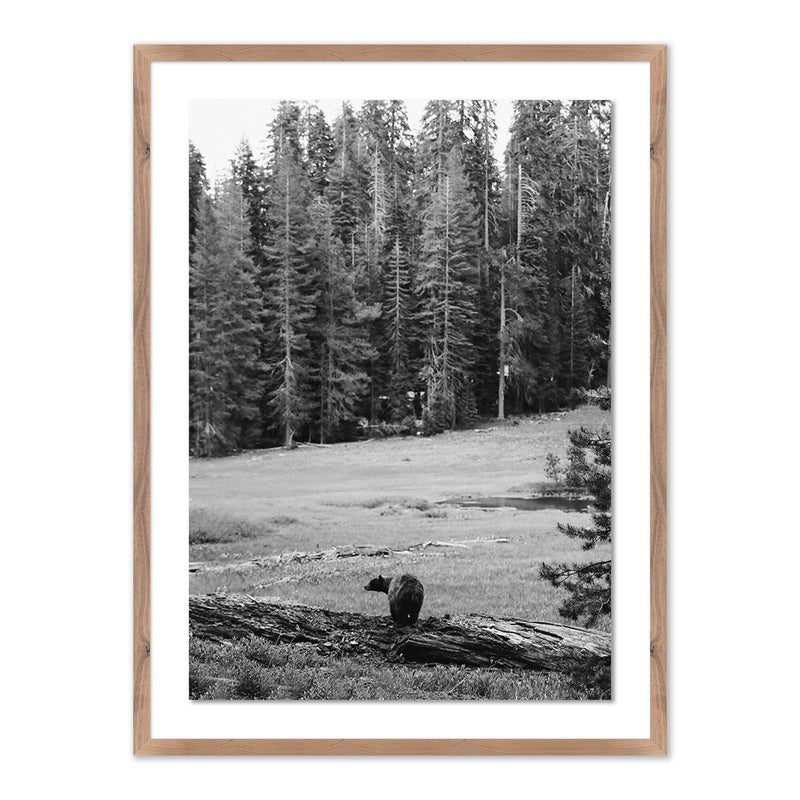 Don't Feed The Bears by Wesley and Emma Teague	 — Rustic 2.5 Walnut