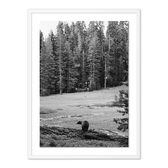 Don't Feed The Bears by Wesley and Emma Teague	 — White 2.5 Maple