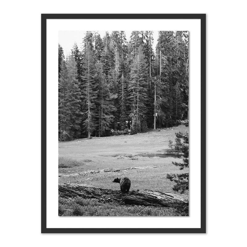 Don't Feed The Bears by Wesley and Emma Teague	 — Black 2.5 Maple