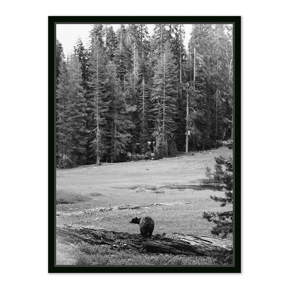 Don't Feed The Bears by Wesley and Emma Teague	 — Black Maple Floater