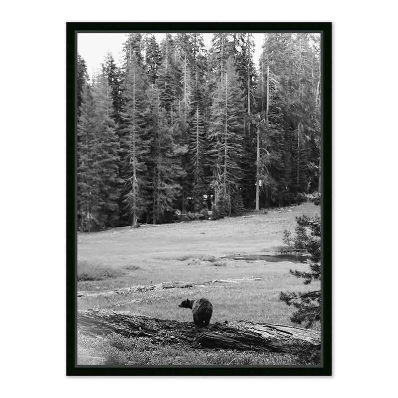 Don't Feed The Bears by Wesley and Emma Teague	 — Black Maple Floater