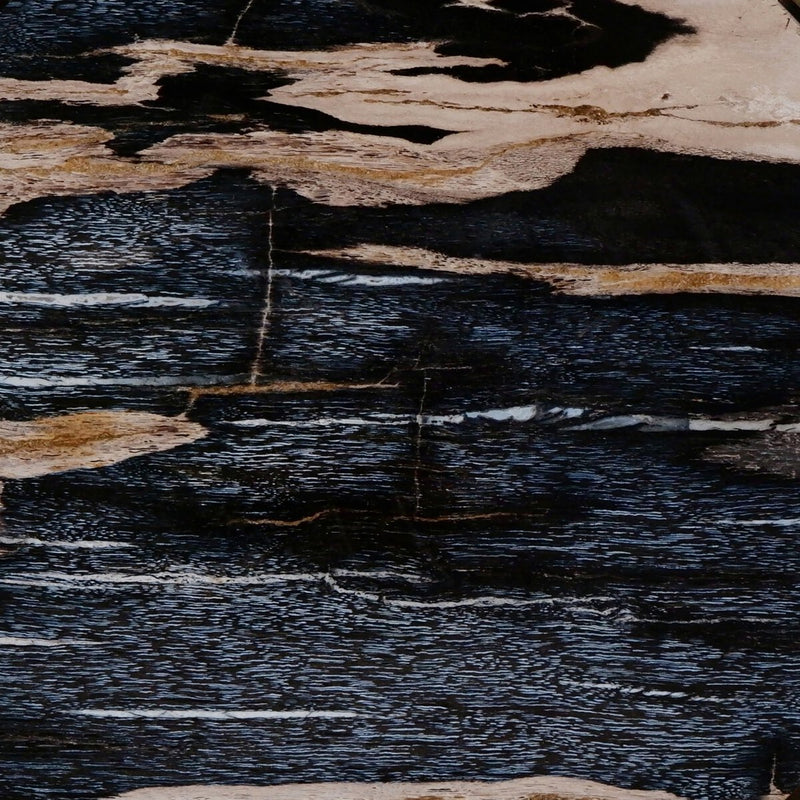 Petrified Wood Knot - Dark Petrified Wood