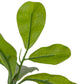 Faux Aralia Tree - Faux Aralia Tree