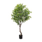 Faux Aralia Tree - Faux Aralia Tree