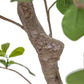 Faux Aralia Tree - Faux Aralia Tree