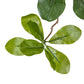 Faux Aralia Tree - Faux Aralia Tree