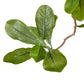 Faux Aralia Tree - Faux Aralia Tree