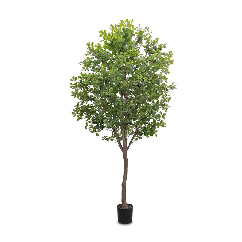 Faux Aralia Tree - Faux Aralia Tree