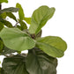 Faux Fiddle Leaf Tree - Faux Fiddle Leaf Tree