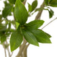 Faux Pieris Tree - Faux Pieris Tree
