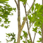 Faux Pieris Tree - Faux Pieris Tree