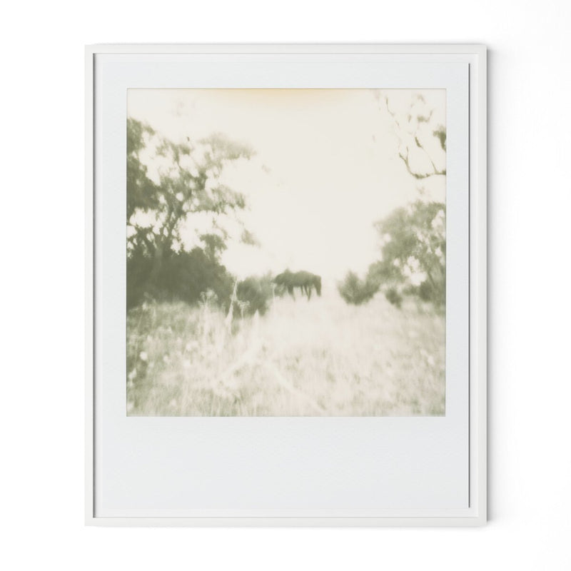 Horses by Darden Smith - White Maple