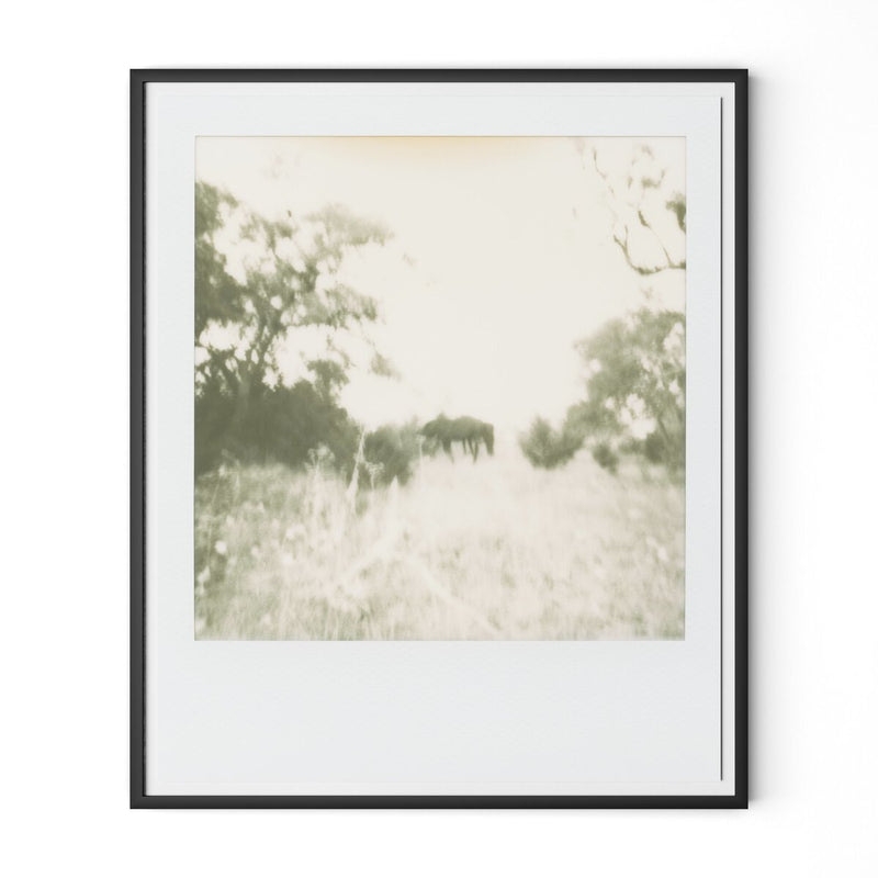 Horses by Darden Smith - Black Maple