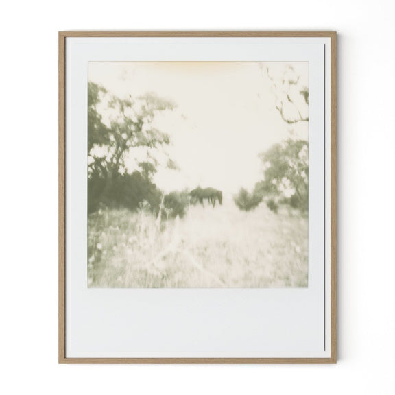 Horses by Darden Smith - White Oak