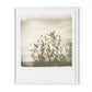 Sunflowers by Darden Smith - White Maple