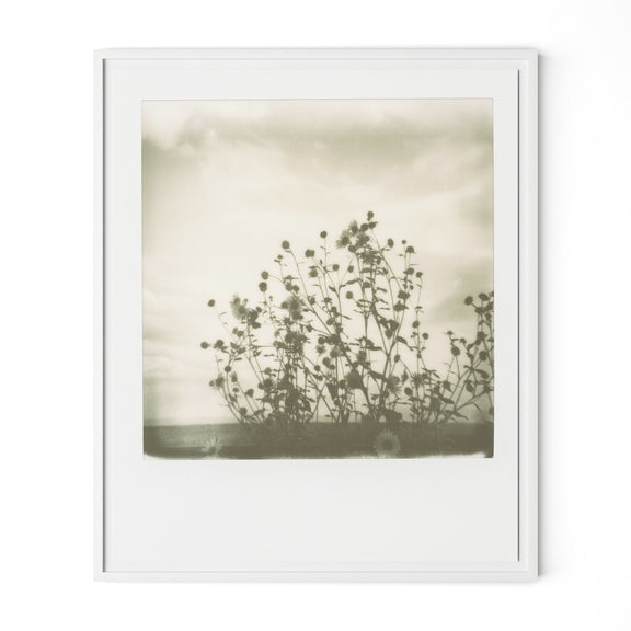 Sunflowers by Darden Smith - White Maple