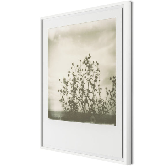 Sunflowers by Darden Smith - White Maple