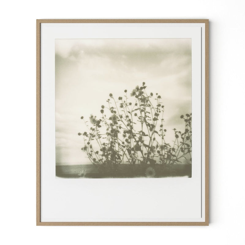Sunflowers by Darden Smith - White Oak
