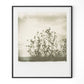 Sunflowers by Darden Smith - Black Maple