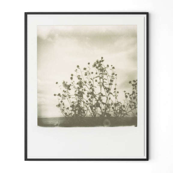 Sunflowers by Darden Smith - Black Maple