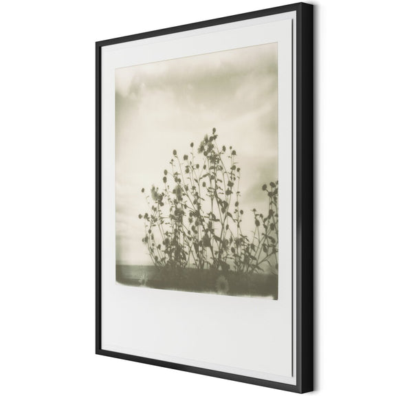 Sunflowers by Darden Smith - Black Maple