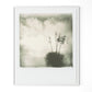 Yucca by Darden Smith - White Maple
