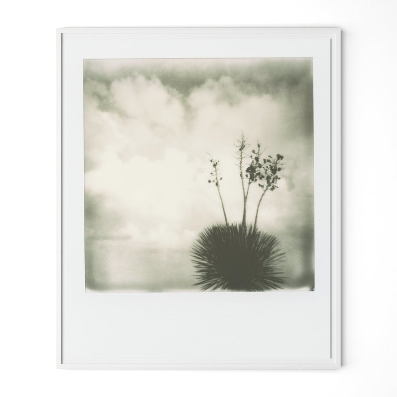 Yucca by Darden Smith - White Maple
