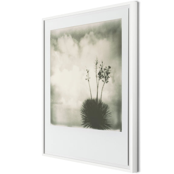 Yucca by Darden Smith - White Maple