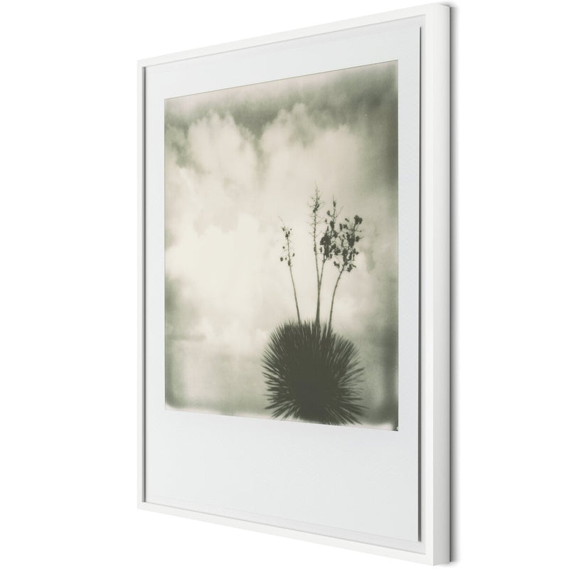 Yucca by Darden Smith - White Maple