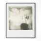 Yucca by Darden Smith - Black Maple