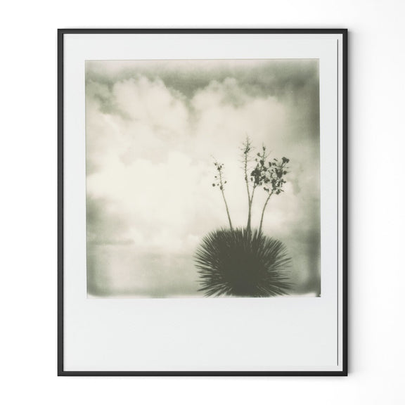 Yucca by Darden Smith - Black Maple