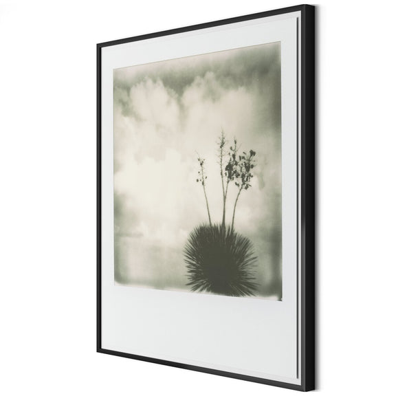Yucca by Darden Smith - Black Maple