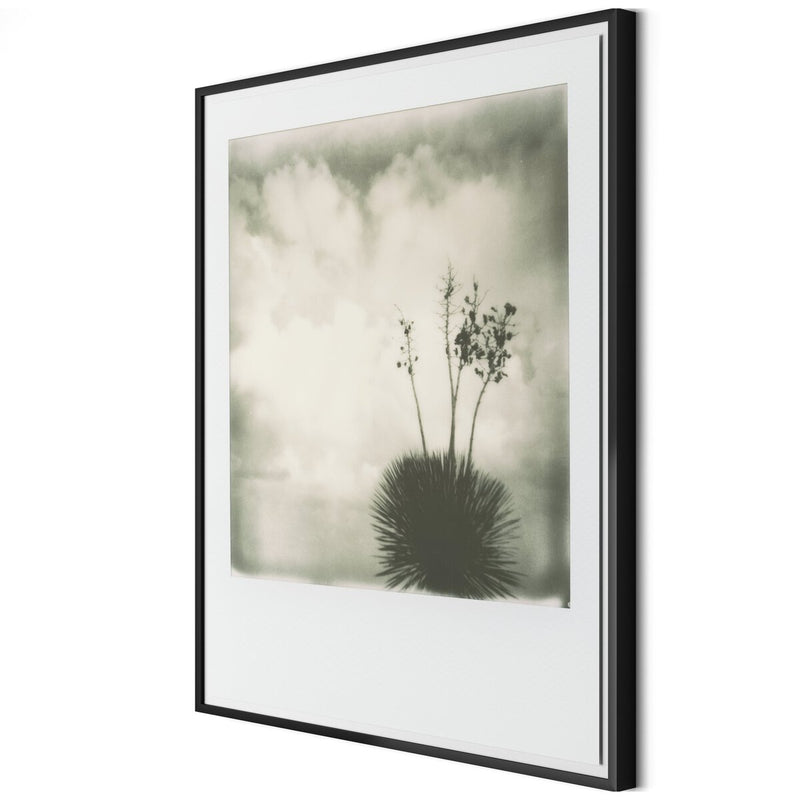 Yucca by Darden Smith - Black Maple