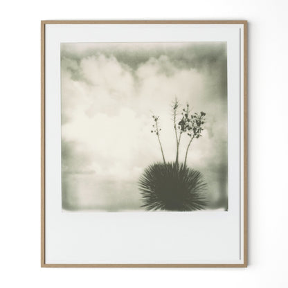 Yucca by Darden Smith - White Oak
