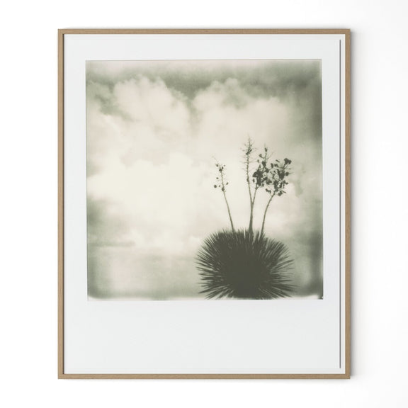 Yucca by Darden Smith - White Oak