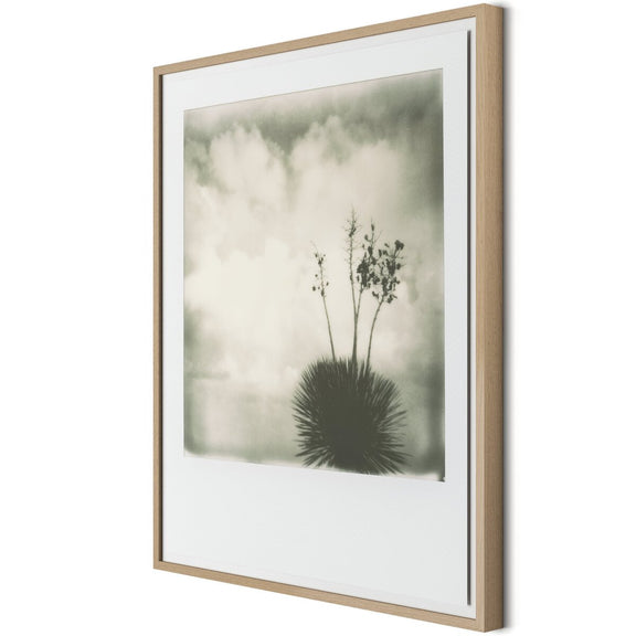 Yucca by Darden Smith - White Oak