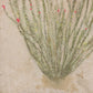 Ocotillo by Paul Meyer - White Oak Floater