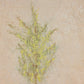 Desert Flora Triptych by Paul Meyer - White Oak Floater