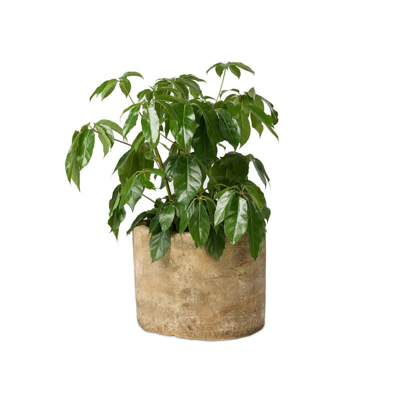 Aziel Planter
