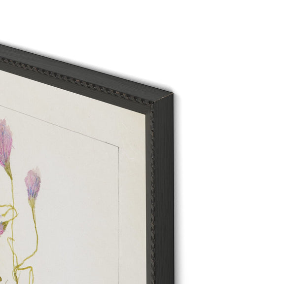 Oxalis Debilis No. 1 by Laurel-Dawn Latshaw - Brimfield Black