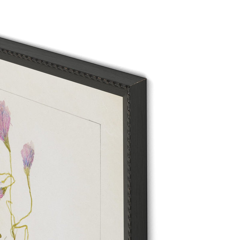 Oxalis Debilis No. 1 by Laurel-Dawn Latshaw - Brimfield Black